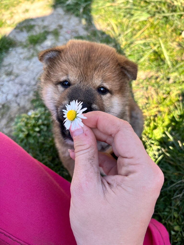 chiot paquerette