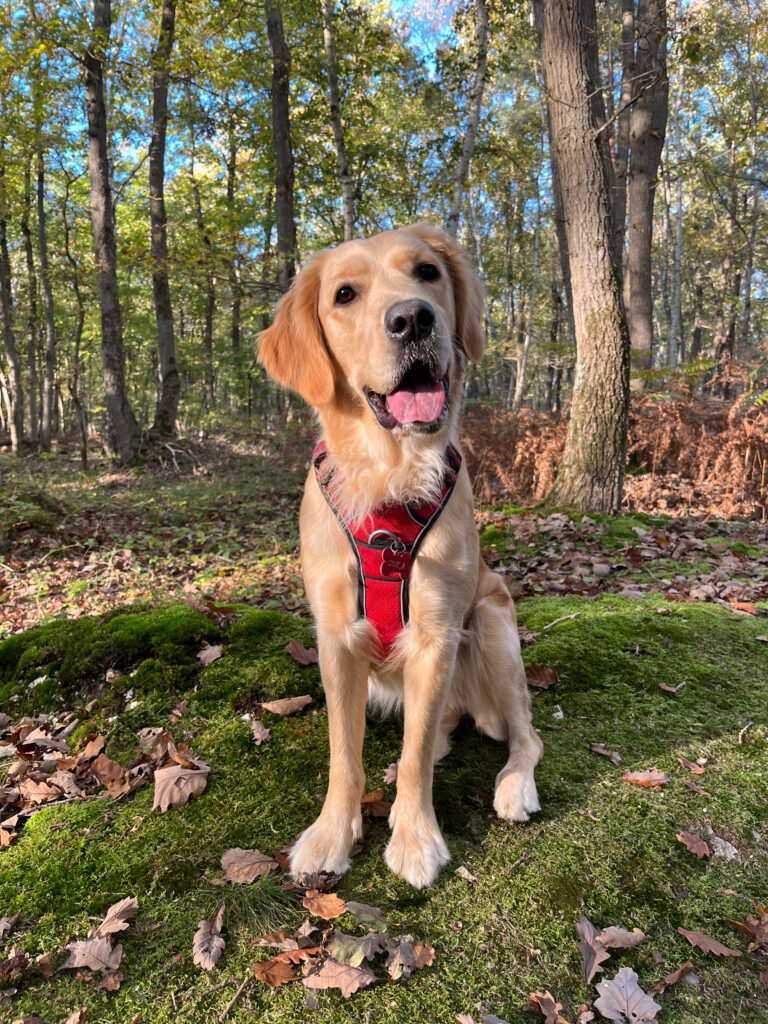 chien labrador assis