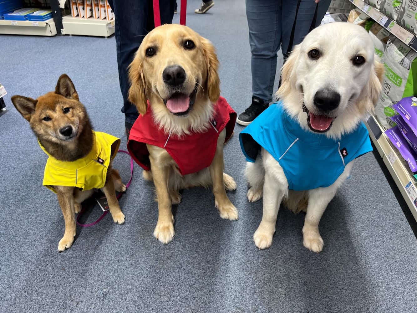 Deux labradors et Shiba Inu assis