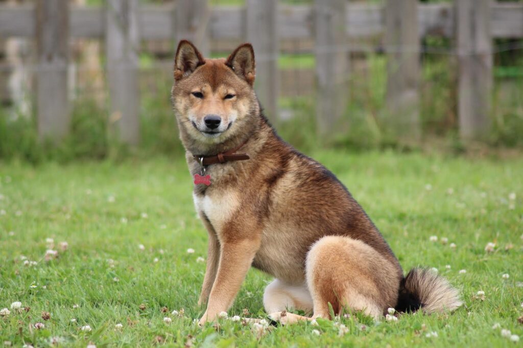 Shiba Inu assis dans l'herbe