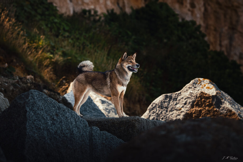 shiba inu dans le paysage